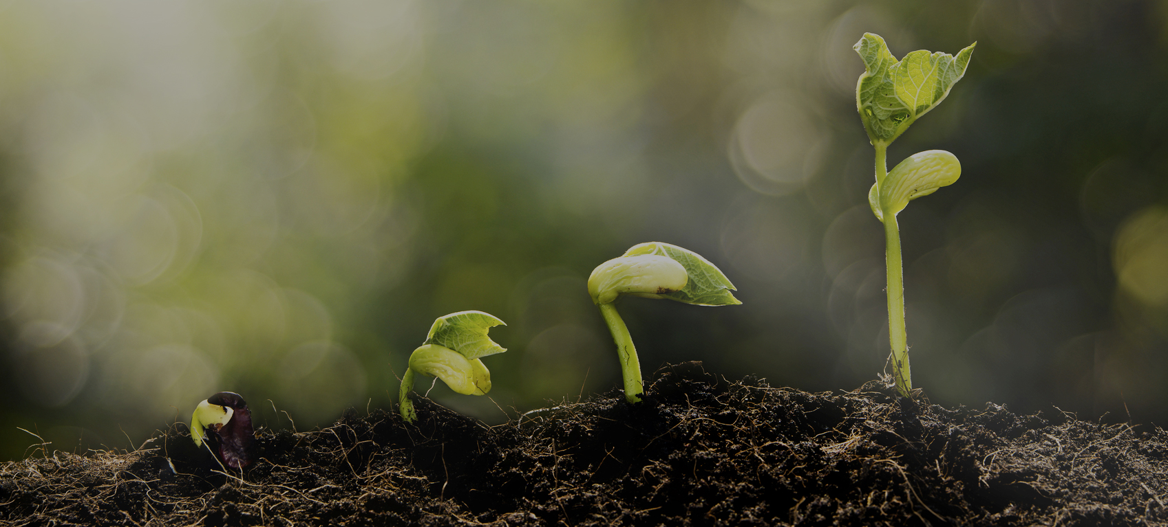 Website Design Company Malaysia